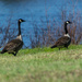 Two geese  by novab