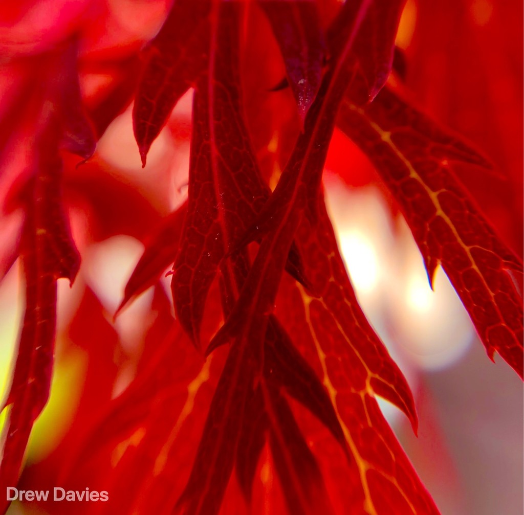 Red acer leaves by 365projectdrewpdavies