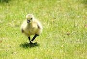 2nd Aug 2016 - Baby Gosling
