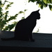 126. cat on the shed by dragey74