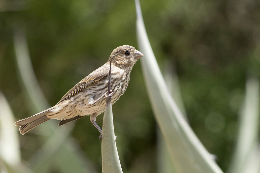 Young Female House Finch by gaylewood