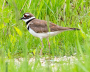 14th May 2018 - Killdeer in the grass