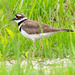 Killdeer in the grass by rminer
