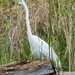 Great White Egret Portrait by rminer