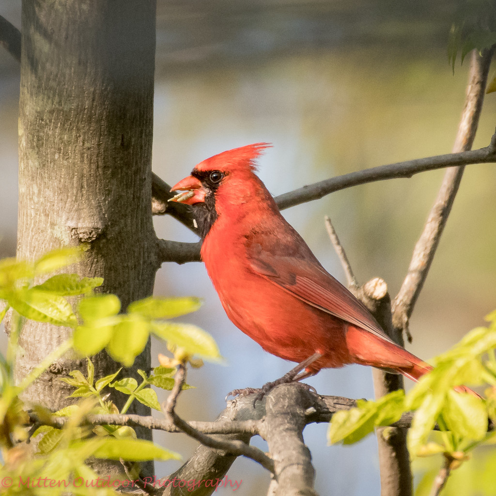 Cardinal Eating an Appetizer  by dridsdale