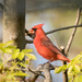 Cardinal Eating an Appetizer  by dridsdale