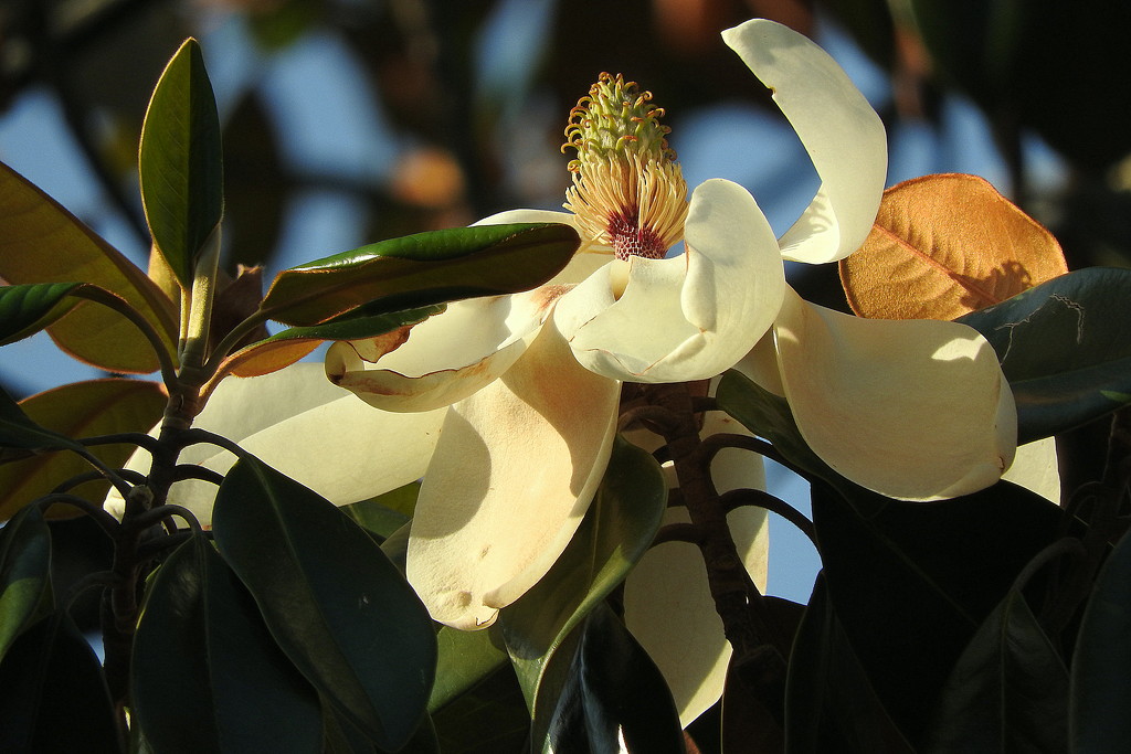 Golden magnolia by homeschoolmom