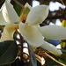 Magnificent Magnolia by homeschoolmom
