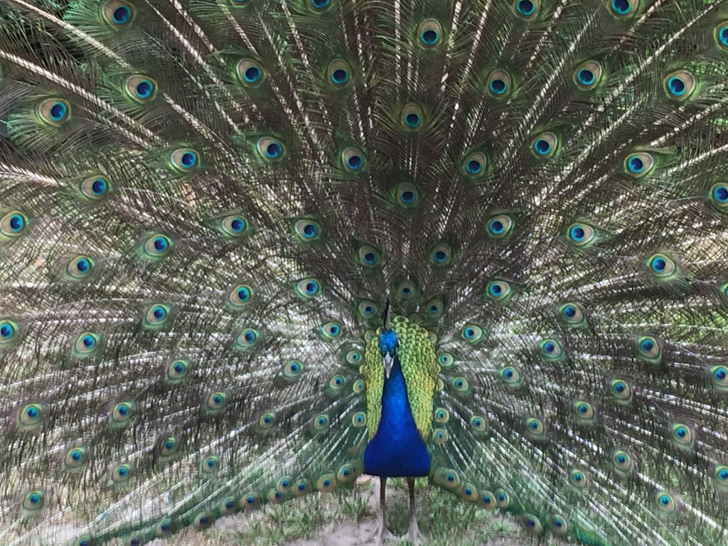Peacock at Magnolia Gardens by congaree