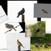 A Few Birds in Kansas in One Outing by kareenking