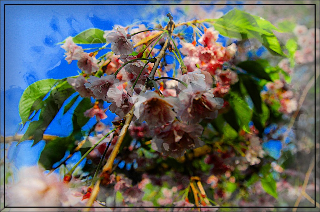 Cherry Cascade by olivetreeann