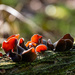 Back Lit Fungi by yorkshirekiwi