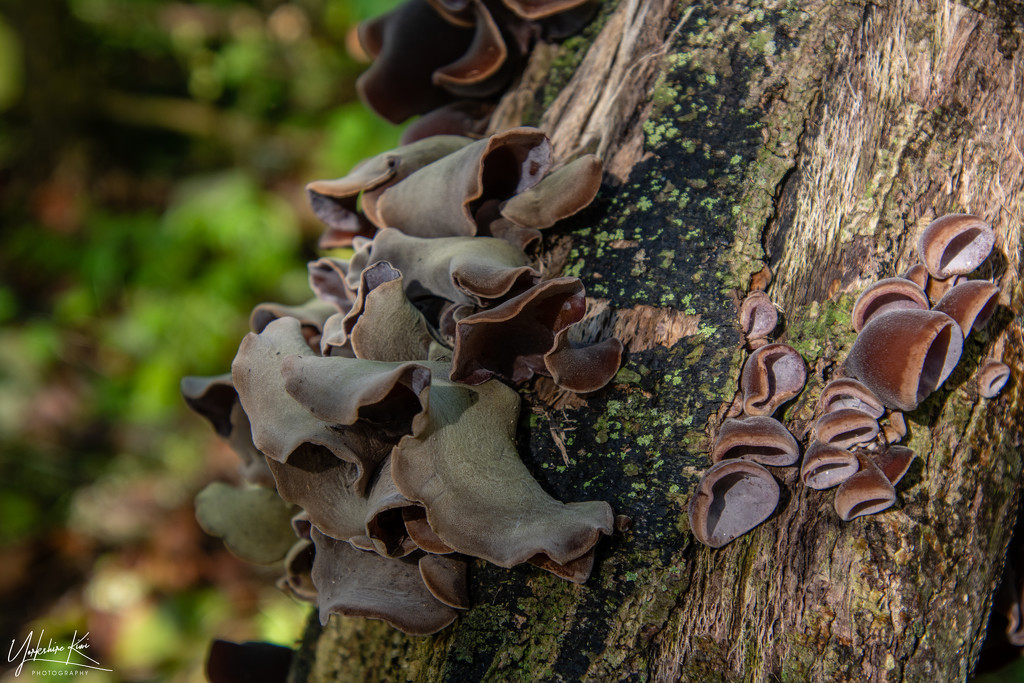 Wood Ear Fungus by yorkshirekiwi