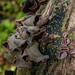 Wood Ear Fungus by yorkshirekiwi
