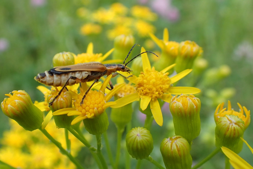 Goldenrod Soldier Beetle by cjwhite