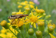 14th May 2018 - Goldenrod Soldier Beetle