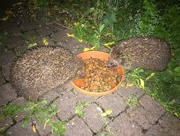 14th May 2018 - Night in our garden