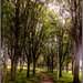 Tree lined walkway by stuart46