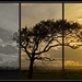 Sunset Oak... Triptych .. by julzmaioro