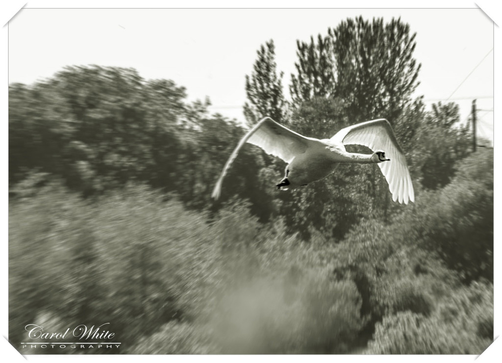 Swan In Flight by carolmw
