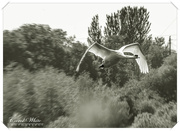 15th May 2018 - Swan In Flight