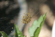 14th May 2018 - Spiderlings
