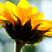  Sunny Flower by sunnygirl