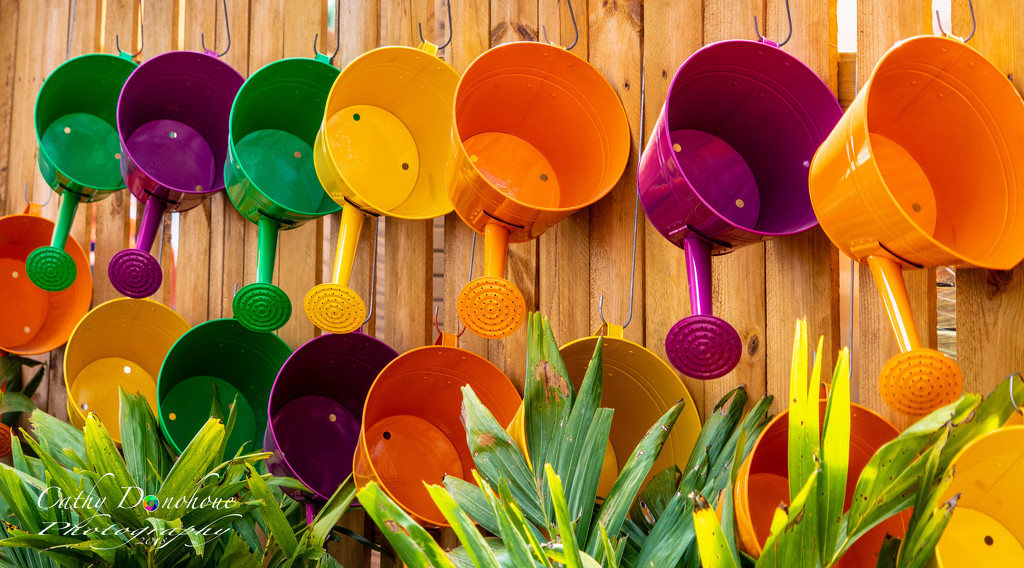 Watering Cans by cdonohoue