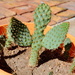 My Baby Cactus by stownsend