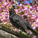 Blackbird by craftymeg