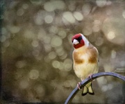 15th May 2018 - Goldfinch