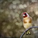 Goldfinch by pamknowler