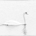 swan in fog by jernst1779