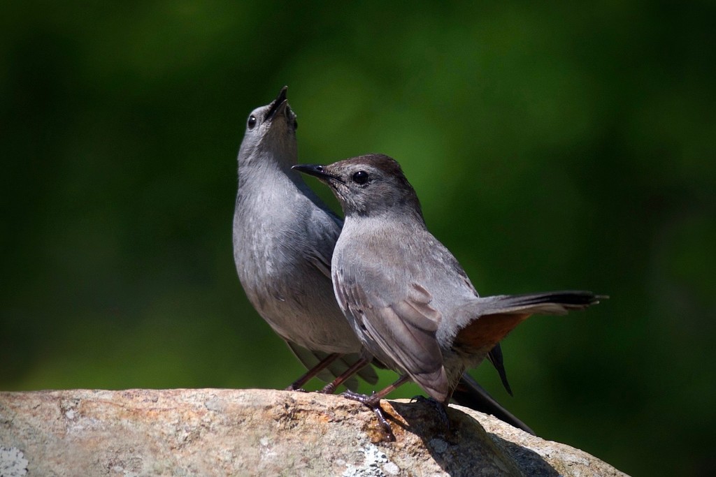 Our Catbird couple by berelaxed