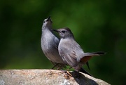 15th May 2018 - Our Catbird couple