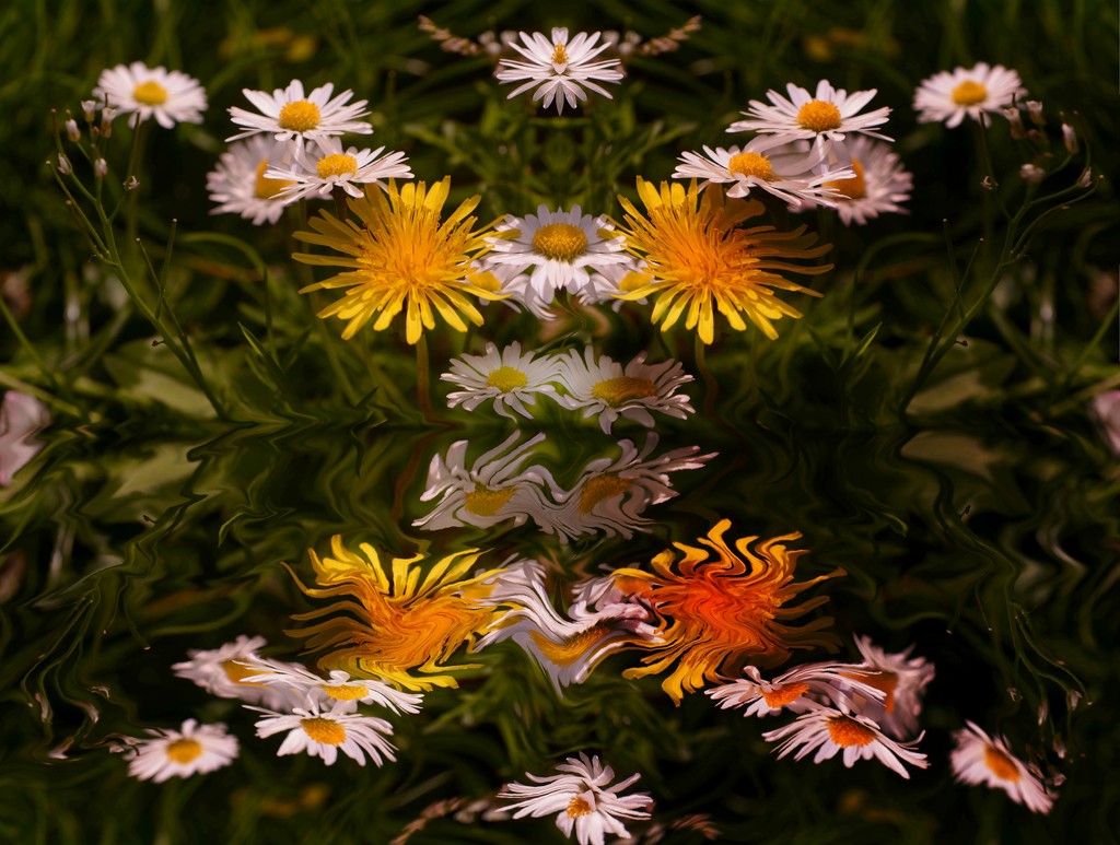 Dandies and daisies..... by ziggy77