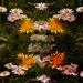 Dandies and daisies..... by ziggy77
