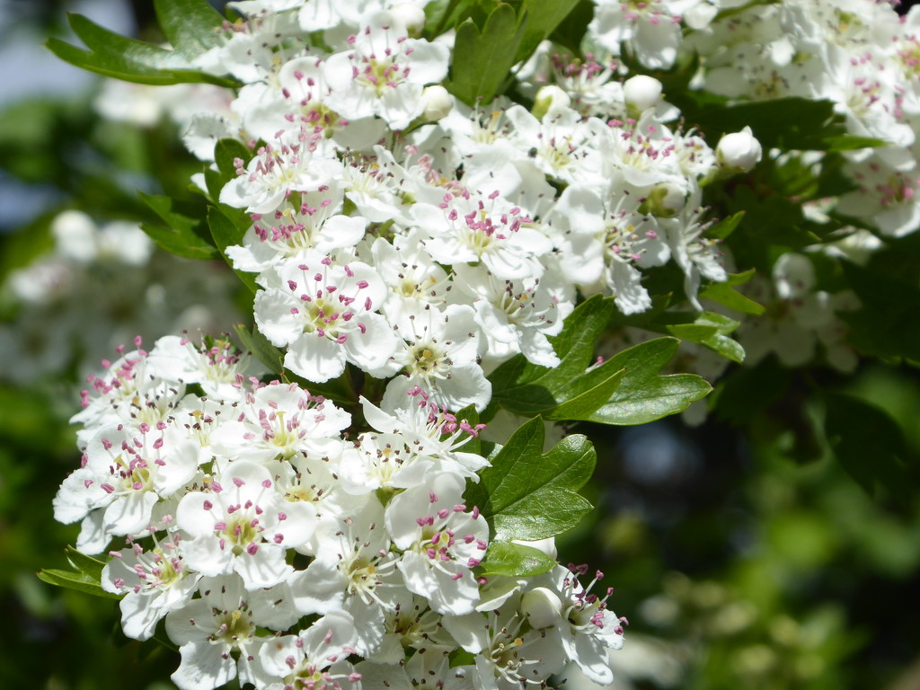  May Blossom (Hawthorne) by susiemc