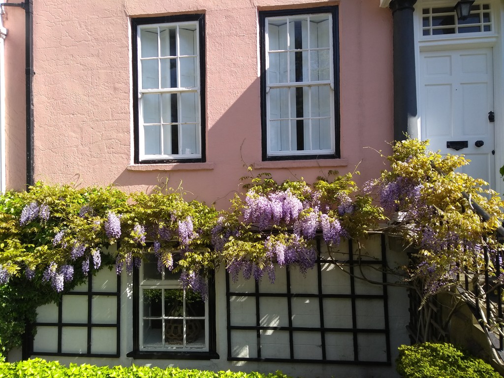 Wisteria by clairemharvey