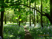 15th May 2018 - Bluebell woods....