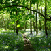 Bluebell woods.... by snowy