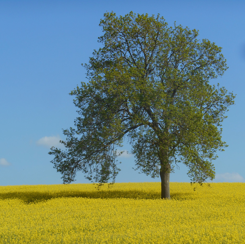 Lonesome Ash tree in a" desert" of rapeseed by snowy