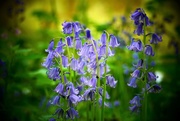 15th May 2018 - Blue Bells