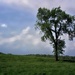 Plain Old Tree by digitalrn