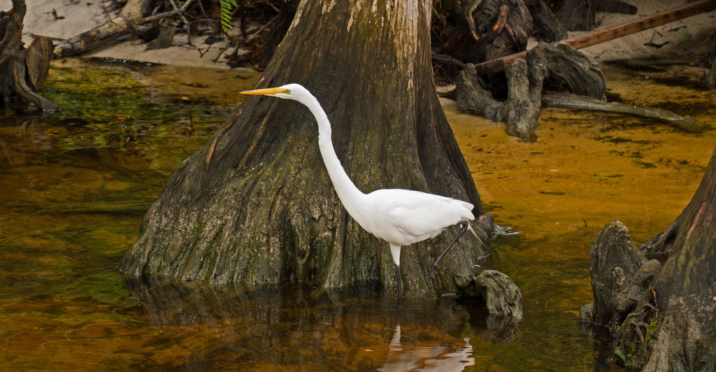 Egret on the Prowl! by rickster549