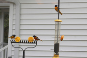 3rd May 2018 - 0503_8446 Orioles galore