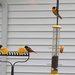 0503_8446 Orioles galore by pennyrae