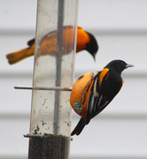 9th May 2018 - 0509_8427  Orioles are back!