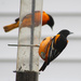 0509_8427  Orioles are back! by pennyrae