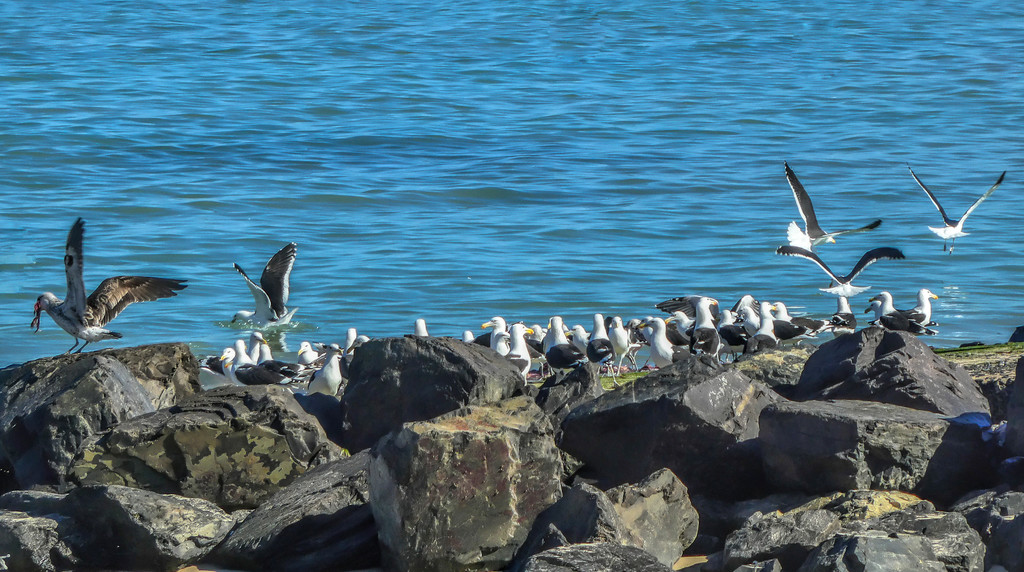 half gulls on the rocks, half ocean by ludwigsdiana